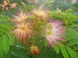Albizia julibrissin