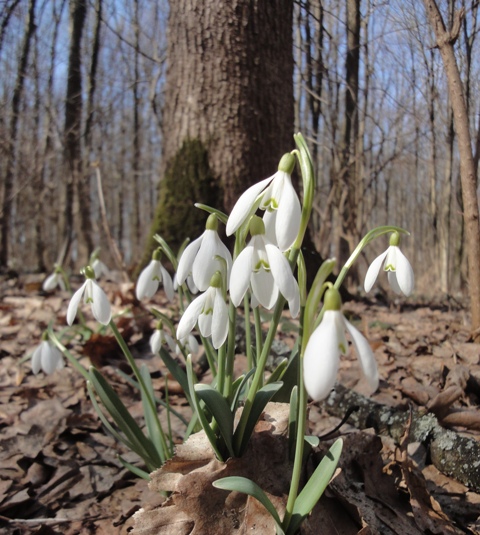 Image of Galanthus nivalis specimen.