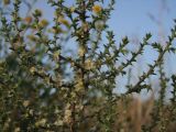 Salsola pontica