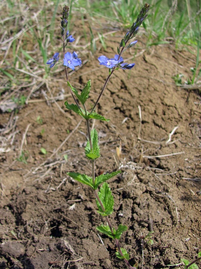 Image of Veronica krylovii specimen.