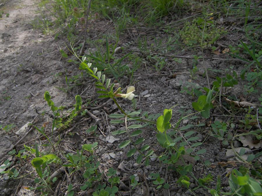 Image of Vicia grandiflora specimen.