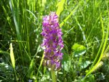 Dactylorhiza incarnata. Соцветие. Курская обл., Железногорский р-н, с. Троицкое, Железногорское (Копёнское) вдхр. на р. Свапа, берег. 8 июня 2008 г.