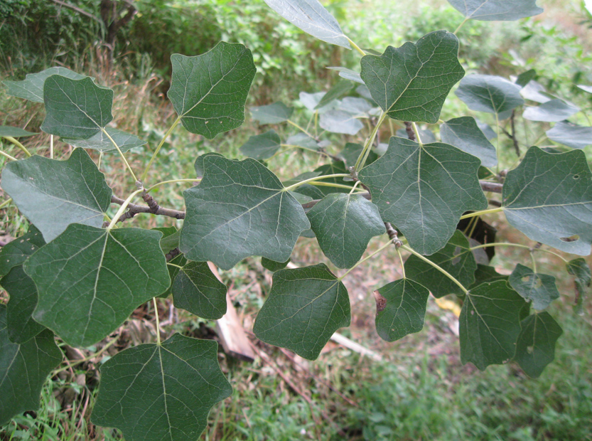Image of Populus × canescens specimen.