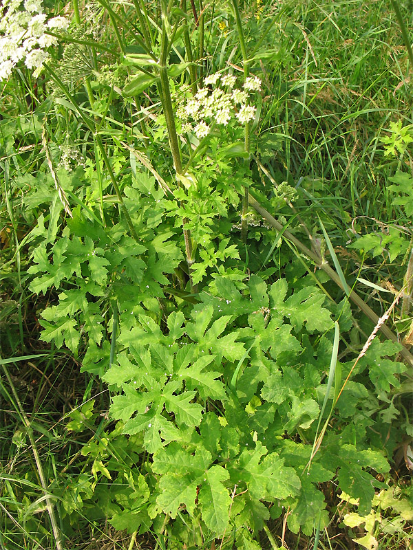 Image of Heracleum sphondylium specimen.