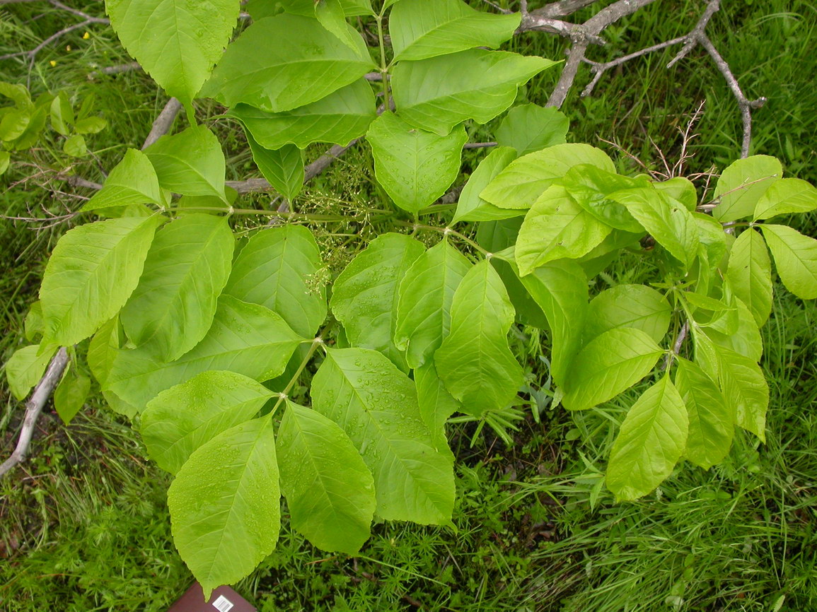 Изображение особи Fraxinus densata.