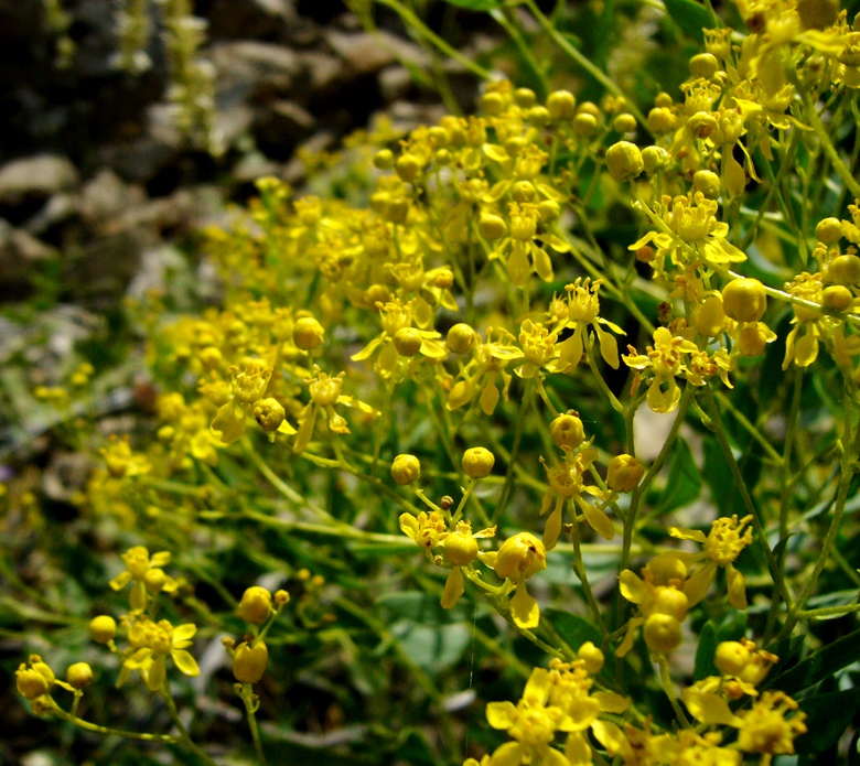 Image of Haplophyllum acutifolium specimen.