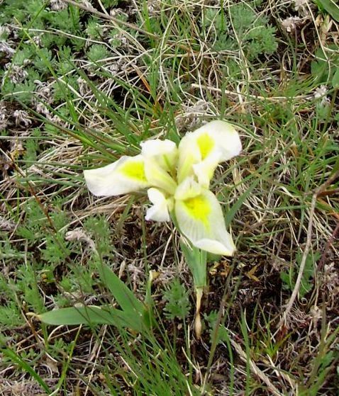 Изображение особи Iris humilis.