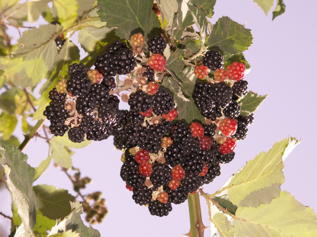 Image of Rubus praecox specimen.