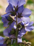 Polemonium caeruleum. Часть соцветия (вид со стороны чашечек). Мурманская обл., Кандалакшский р-н, окр. пос. Лувеньга. 01.07.2010.