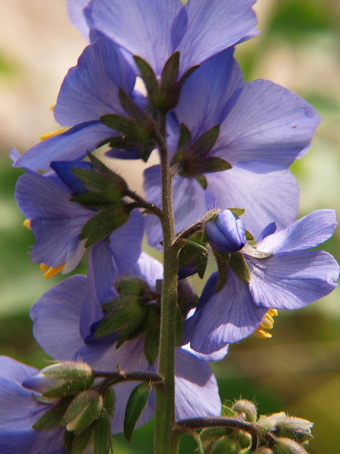 Изображение особи Polemonium caeruleum.