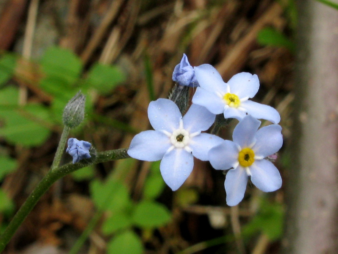 Изображение особи Myosotis krylovii.