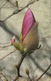 Magnolia × soulangeana