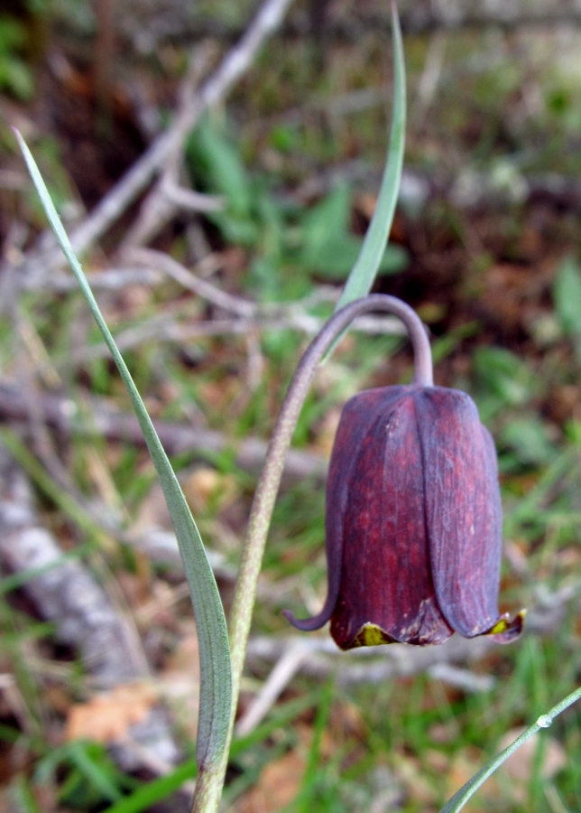 Изображение особи Fritillaria pyrenaica.