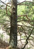 Pinus sylvestris. Нижняя часть ствола. Крым, гора Северная Демерджи, западный склон. 20 апреля 2012 г.