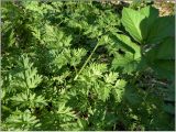 Chaerophyllum prescottii. Часть листа. Чувашия, окр. г. Шумерля, Песчаная дорога на Водозабор. 28 апреля 2012 г.