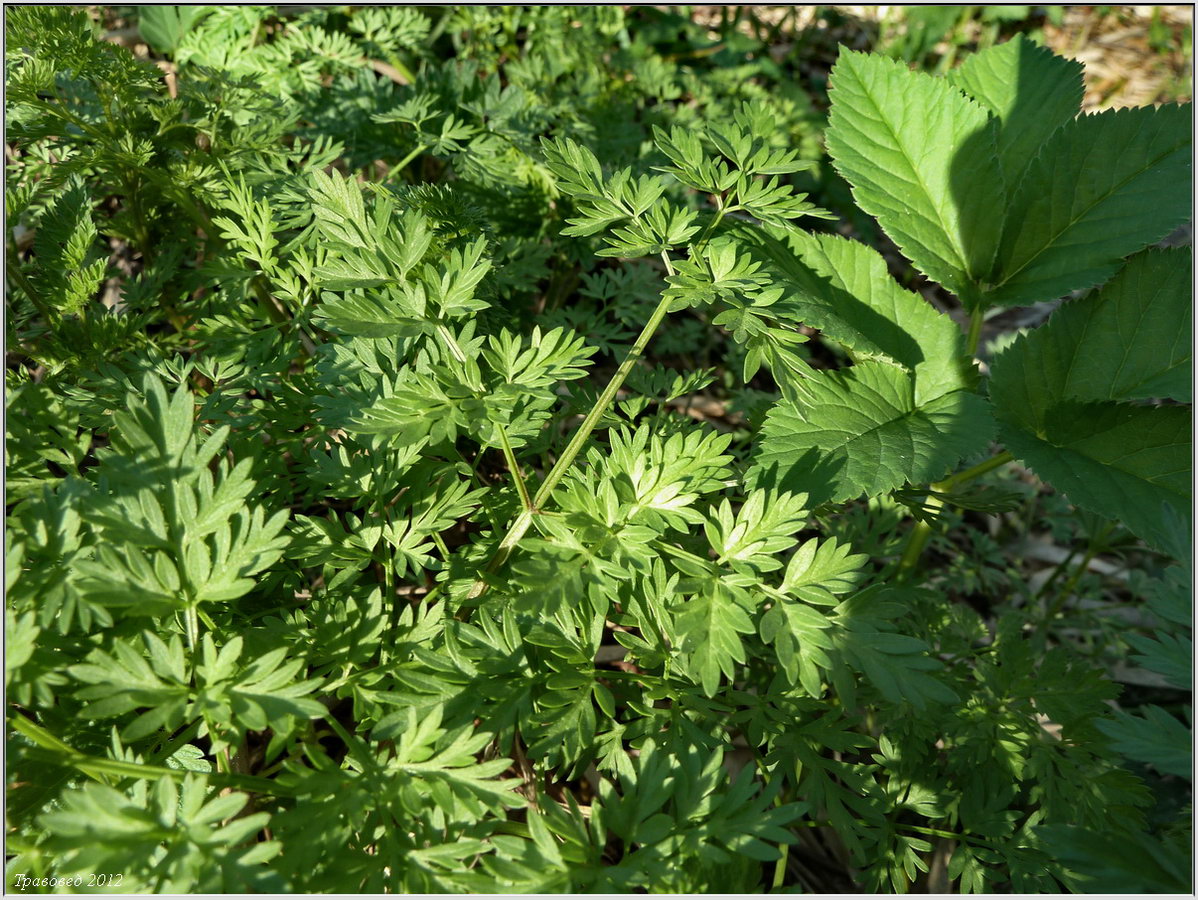 Image of Chaerophyllum prescottii specimen.