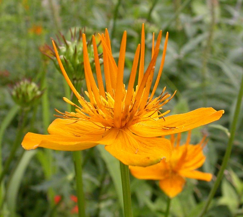 Изображение особи Trollius macropetalus.