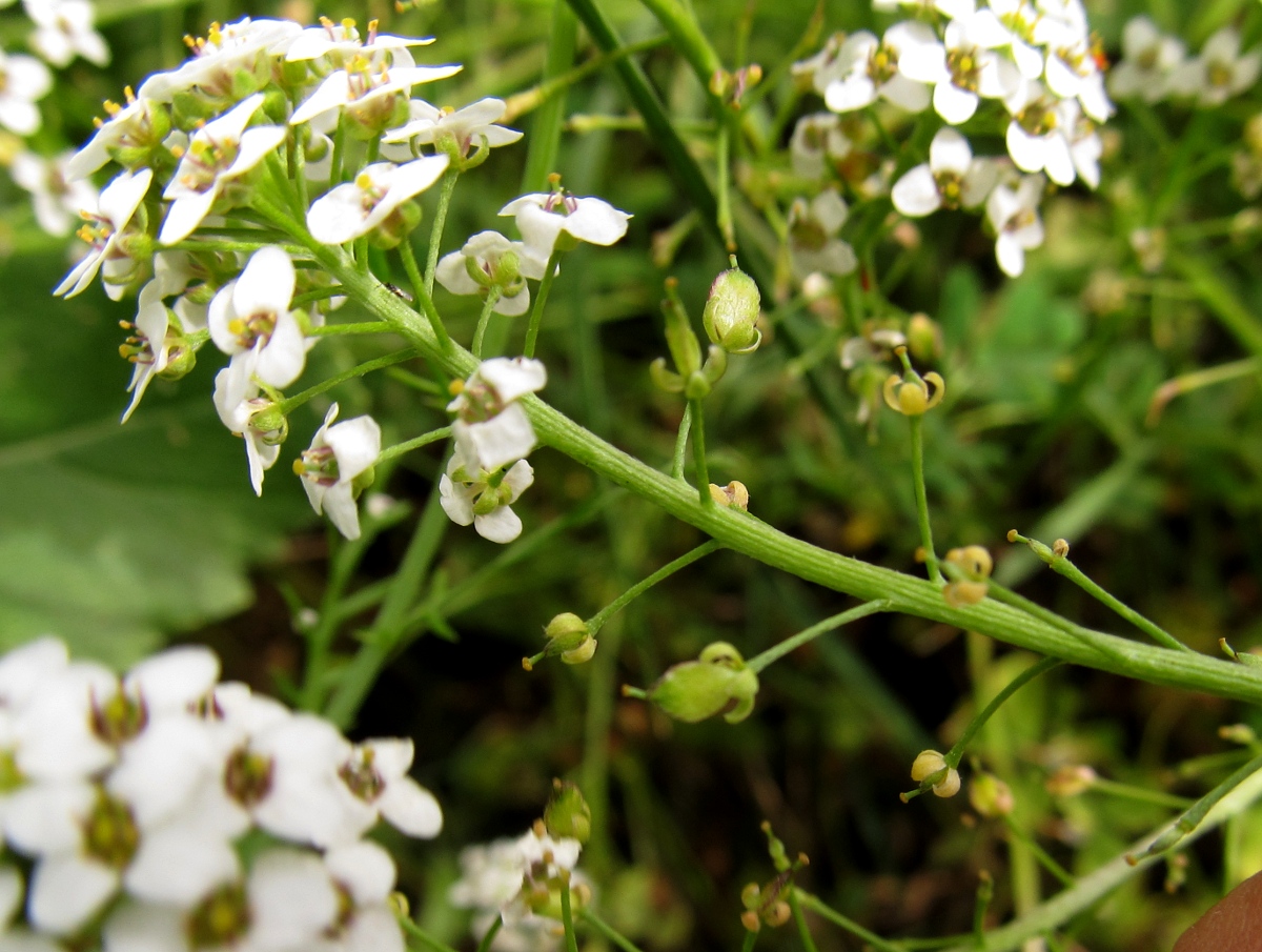 Изображение особи Lobularia maritima.