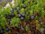 Empetrum sibiricum