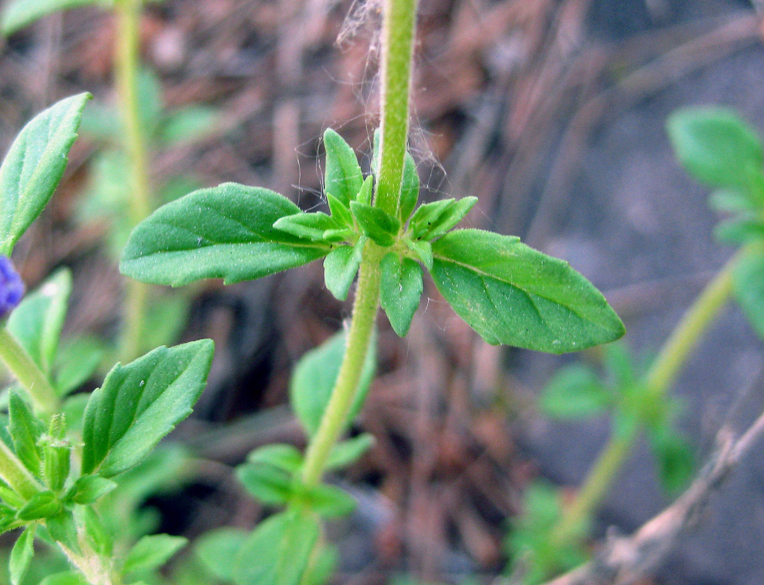 Image of Ziziphora acinos specimen.