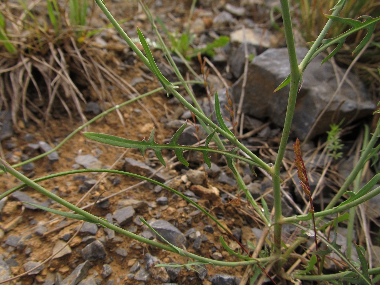 Image of familia Asteraceae specimen.