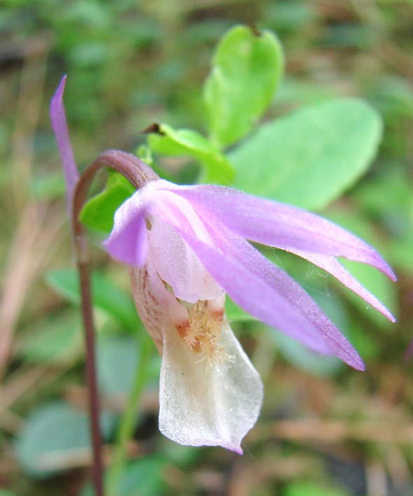 Изображение особи Calypso bulbosa.