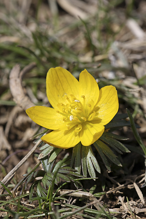 Image of Eranthis longistipitata specimen.