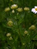 Tripleurospermum inodorum