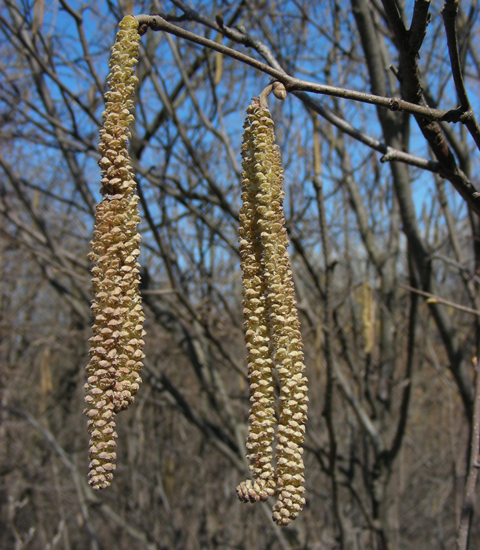 Image of Corylus avellana specimen.