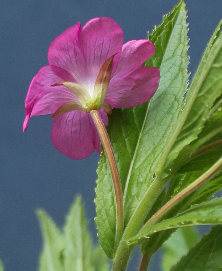 Изображение особи Epilobium hirsutum.