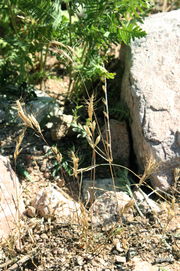 Изображение особи Bromus danthoniae.