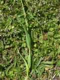 Tragopogon reticulatus