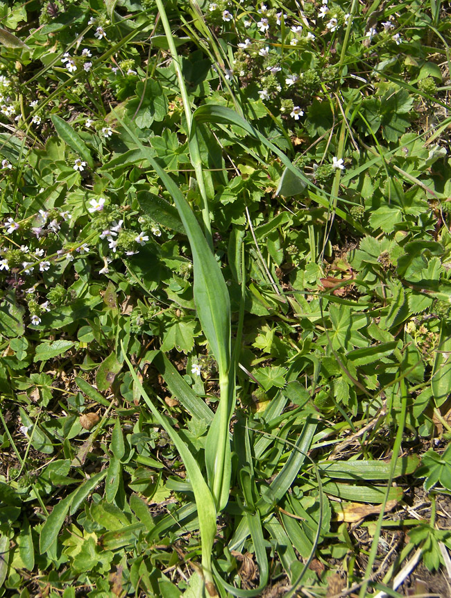 Изображение особи Tragopogon reticulatus.