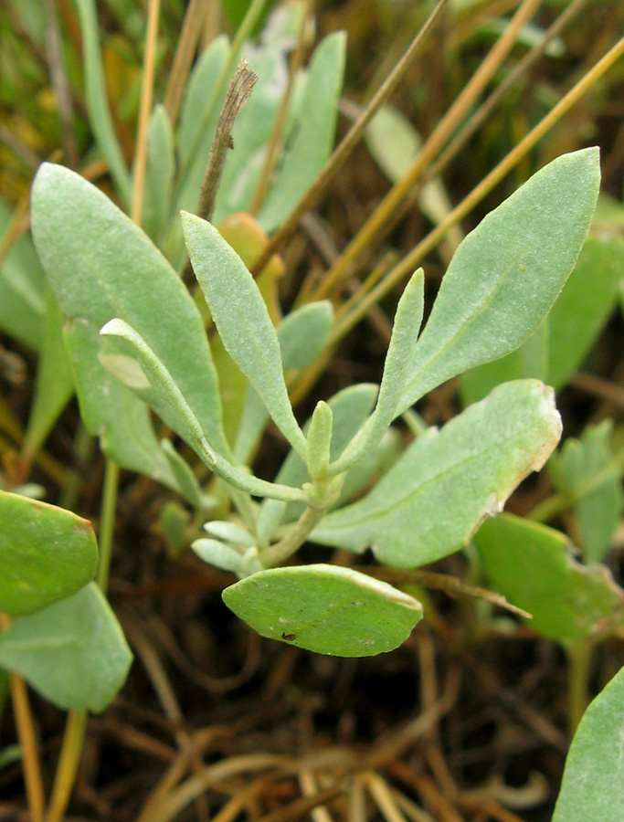 Изображение особи Halimione verrucifera.