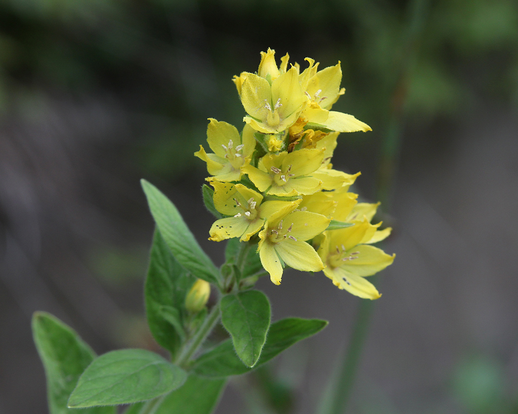 Image of Lysimachia verticillaris specimen.