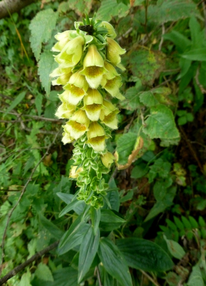 Изображение особи Digitalis ferruginea.