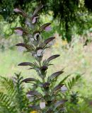 Acanthus mollis. Верхушка соцветия. Германия, г. Krefeld, ботанический сад. 31.07.2012.