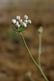 Elaeosticta allioides. Распускающееся соцветие. Южный Казахстан, нижний Боролдай, 2 км выше пос. Коктюбе. 02.06.2012.