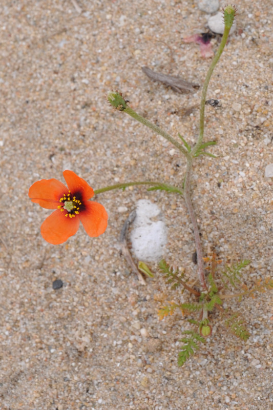 Image of Papaver nigrotinctum specimen.