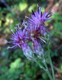 Saussurea maximowiczii