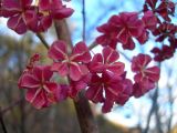 Euonymus sieboldianus
