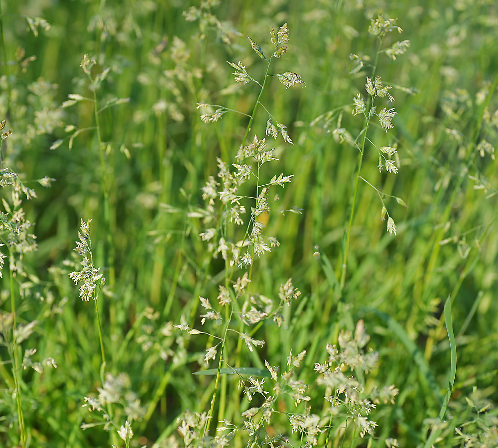 Image of Poa supina specimen.