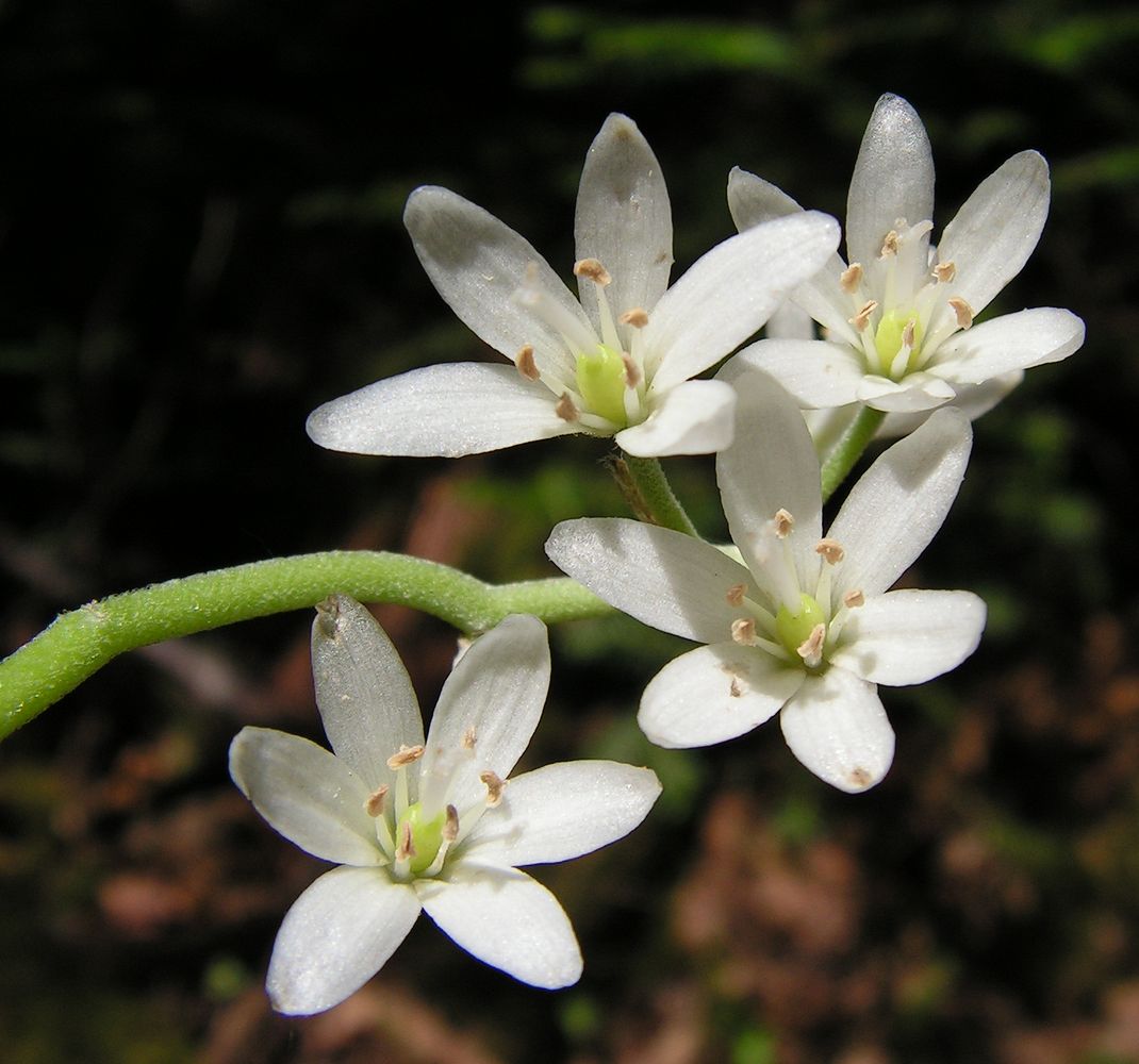 Image of Clintonia udensis specimen.