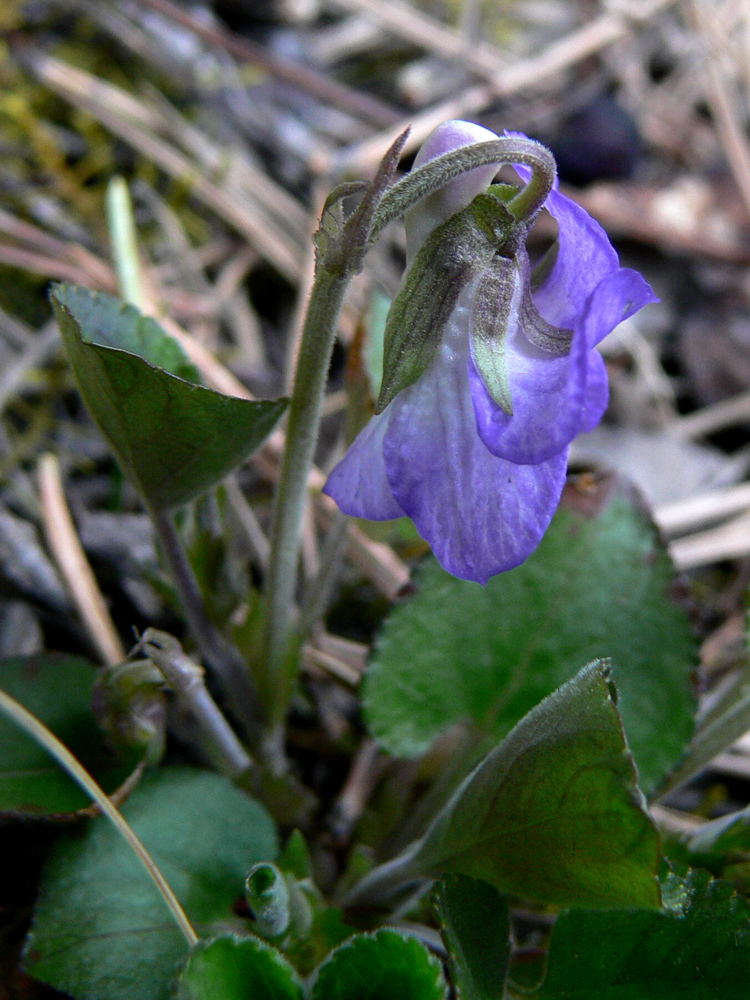 Image of Viola rupestris specimen.