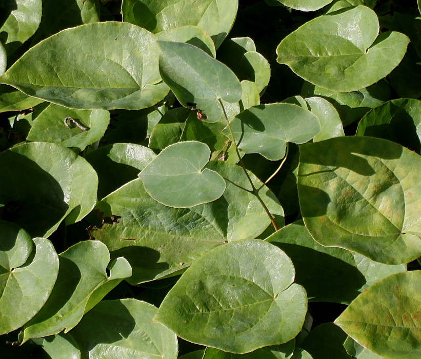 Image of Epimedium colchicum specimen.