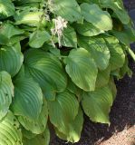 Hosta plantaginea