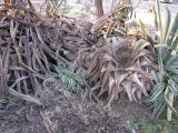 Agave разновидность marginata