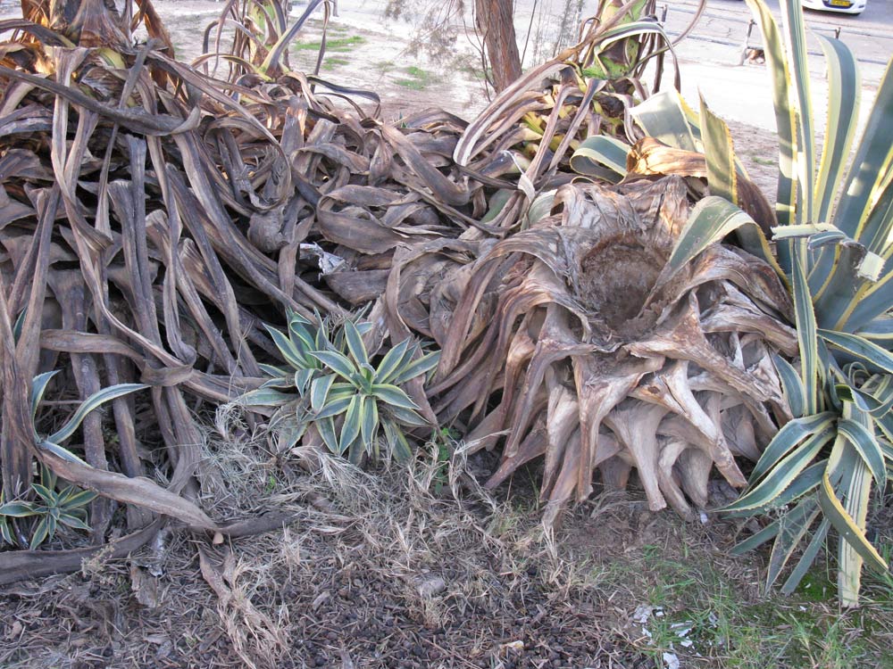 Image of Agave americana var. marginata specimen.