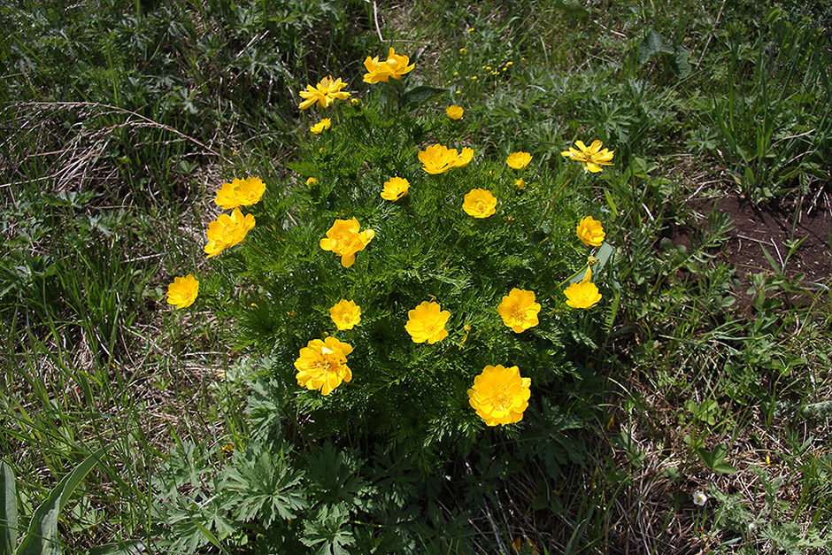 Image of Adonis apennina specimen.