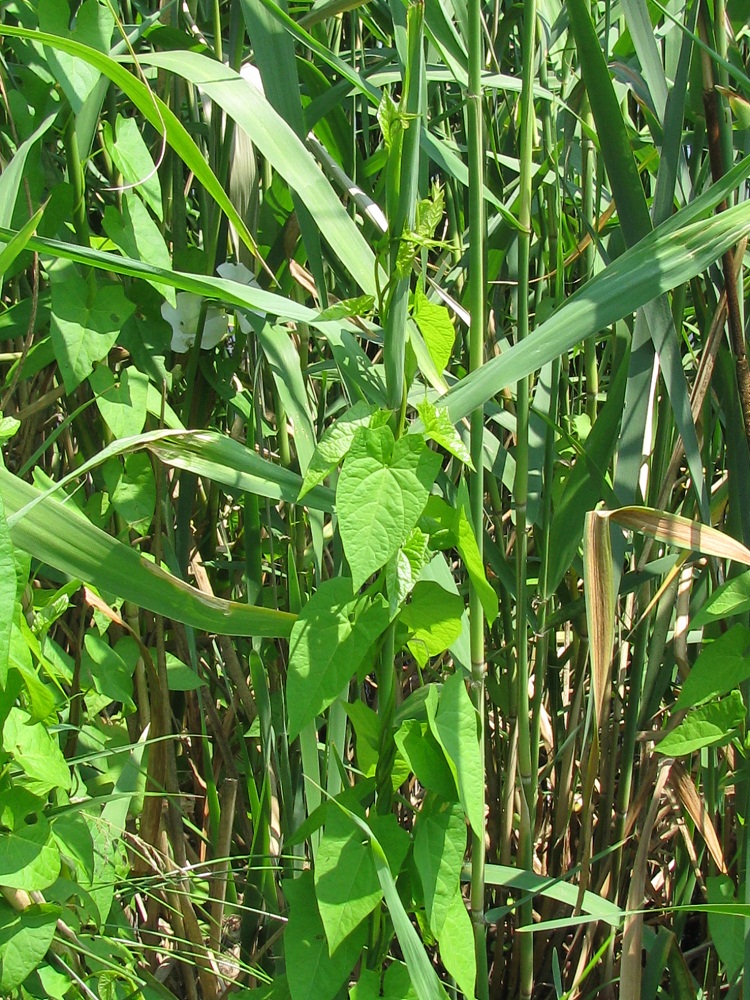Image of Calystegia sepium specimen.
